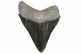 Serrated, Fossil Megalodon Tooth - Georgia #74595-1